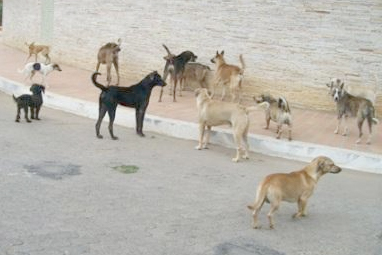 caes em sao lourenco.jpg